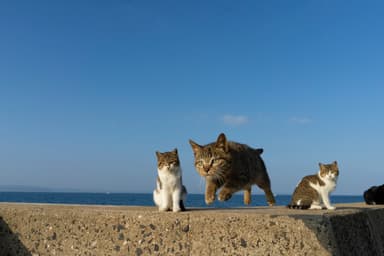 飛び猫写真11