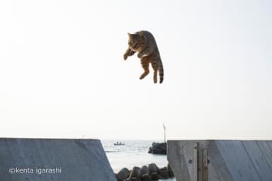 飛び猫写真1