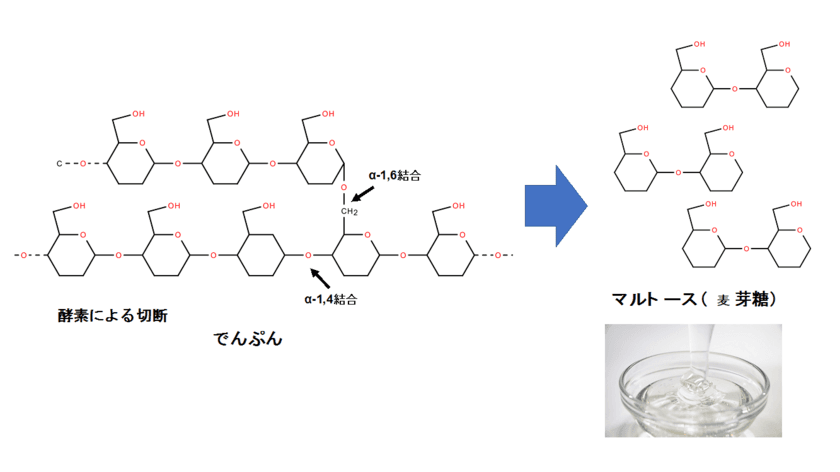 熱安定性の高いユニークなアミラーゼを発見
固定化による酵素の安定性向上にも成功