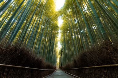 嵐山 竹林の小径