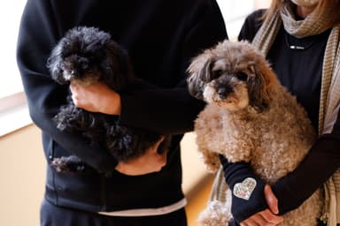 旅館、グランピングどちらも愛犬と一緒にお泊りいただけます