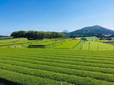 茶生産量日本一の南九州市で開催