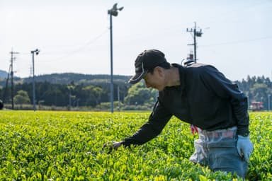 地紅茶生産者(お茶の春一番)