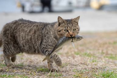 猫と魚10