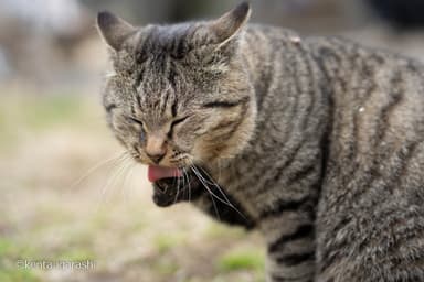 毛繕いする猫