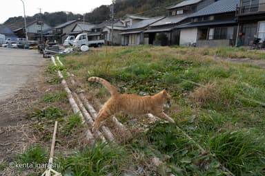 猫と魚11