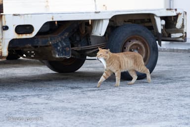 猫と魚12