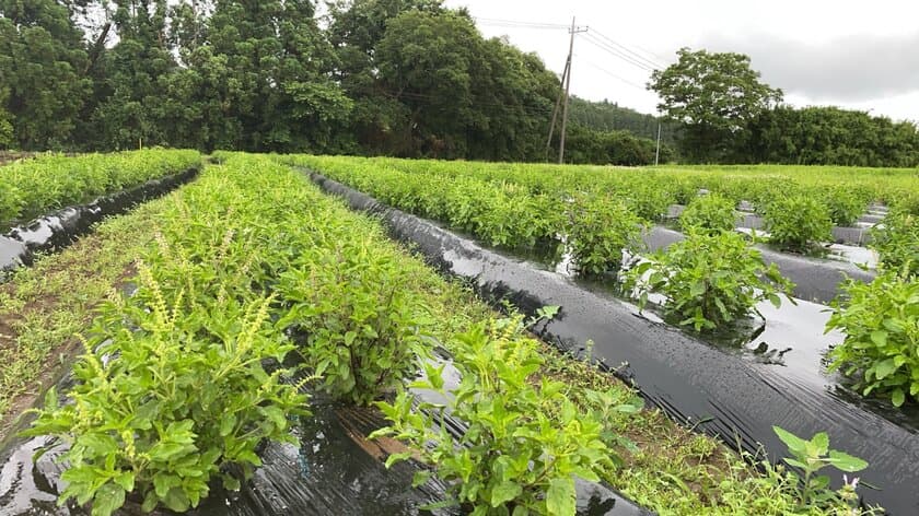 11月1日～本格始動！ぞうの堆肥でタイ野菜。
循環型農業への取り組み