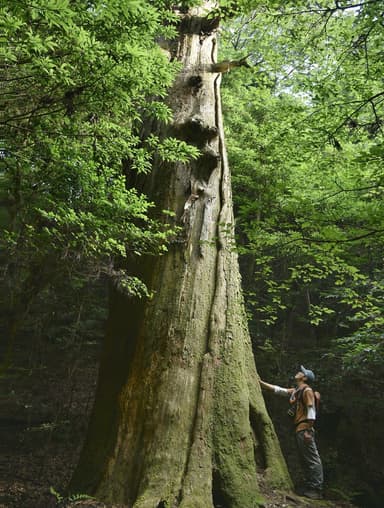 春日山原始林