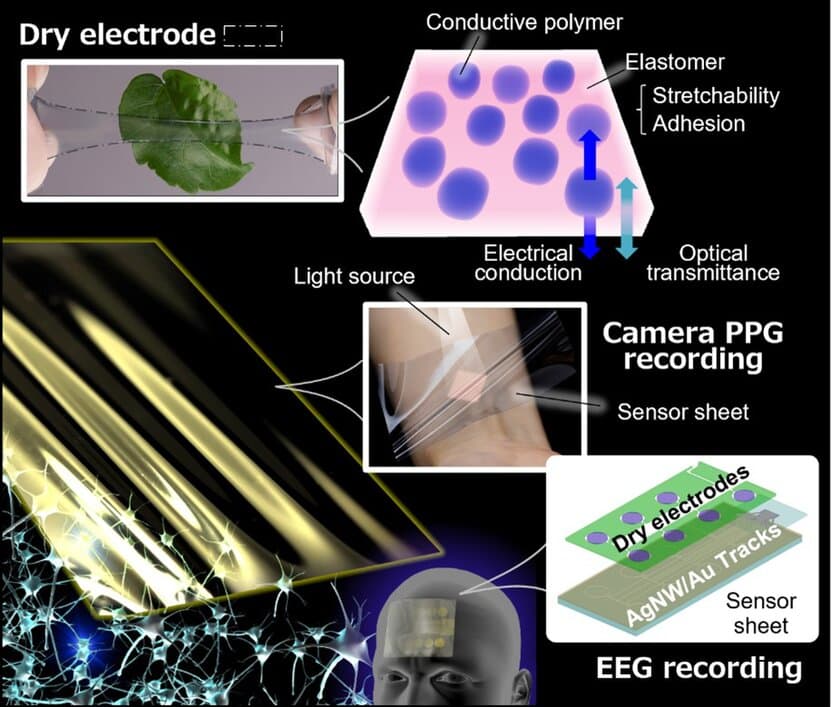 肌に優しい多機能・高性能な生体ドライ電極技術　
―伸縮性・透明性・信号の質を高める新材料で、
薄膜センサシート量産・実用化へ前進―