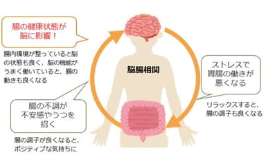 脳腸相関のしくみ