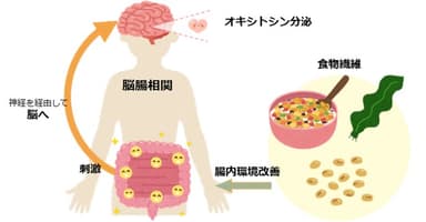 脳腸相関と幸せホルモン