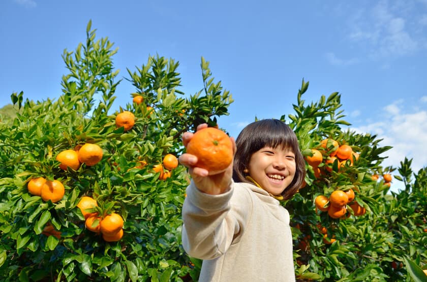 静岡県伊東市で「温州みかん狩り」を10/1～1/31開催　
一人500円で旬のみかんが食べ放題！