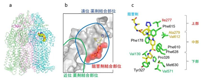 ―薬剤耐性菌パンデミックの回避に向けた新薬開発へ―　
細菌の薬剤排出ポンプにおける阻害剤結合部位の特性を解明