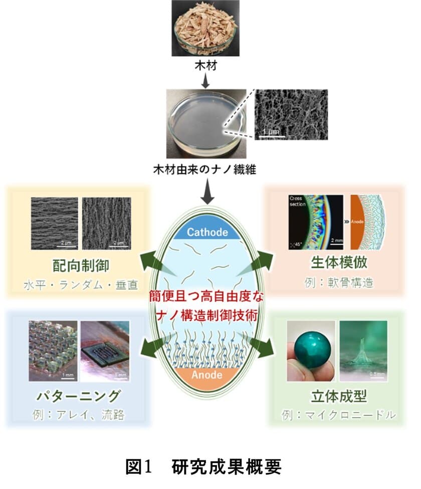 木材由来のナノ繊維で「自然な不均質さ」を再現する新技術　
―生体模倣から抗ウイルス性成型品の製造まで幅広い応用に期待―