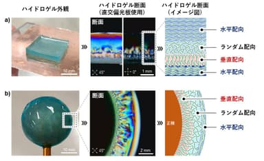 図3 a)印加電圧を変化させながら堆積することで、異なる配向状態でナノ繊維を積層することも可能。b)電極形状も自由であり、例えば球状の正極に垂直配向→ランダム配向→水平配向の順でナノ繊維を積層すれば、軟骨のような複雑な生体組織も再現できる。