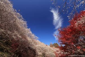 小原四季桜3(川見四季桜の里)