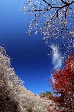 小原四季桜4(川見四季桜の里)