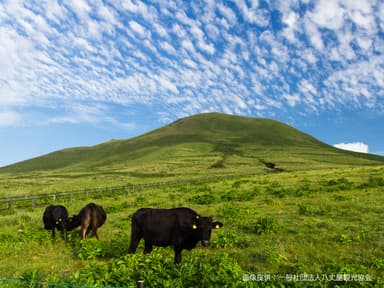 八丈島ふれあい牧場(イメージ)