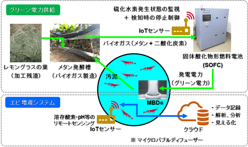 世界初　バイオガスで作動する燃料電池とIoTを導入した
エビ養殖システムの実証研究　工学院大学が産学連携して開始