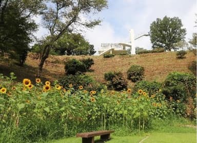 ひまわり（今年の夏の様子）