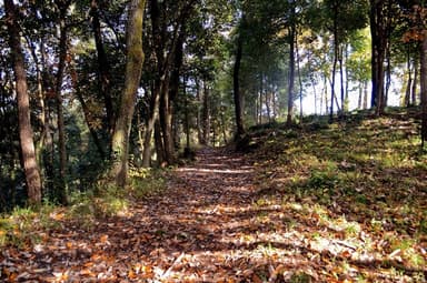 適切に手入れされた美濃加茂市の里山