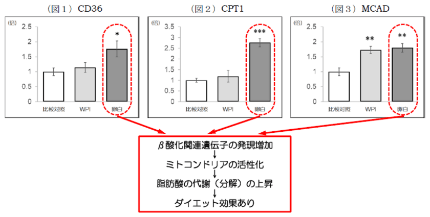 卵白プロテインに関する
九州大学との共同研究結果について