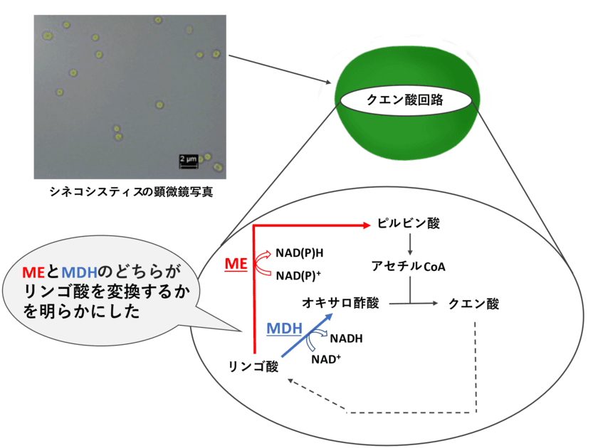 リンゴ酸が“ピルビン酸”に変換される特殊なクエン酸回路を発見
明治大学大学院農学研究科 伊東昇紀助教・小山内崇准教授らの研究グループ
