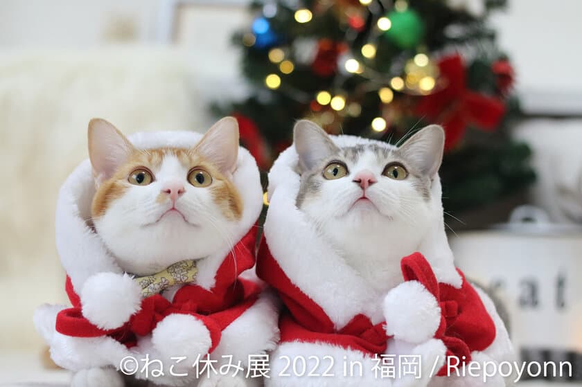 福岡上陸！クリスマス★年末年始は新作“ねこまみれ”の世界へ
　「ねこ休み展 冬 2022 in 福岡」12/3(土)～1/15(日)開催　
数量限定“ねこ休み福袋”など見どころ満載