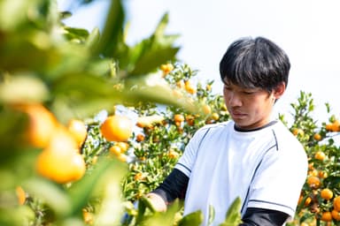 自社園地で栽培しています