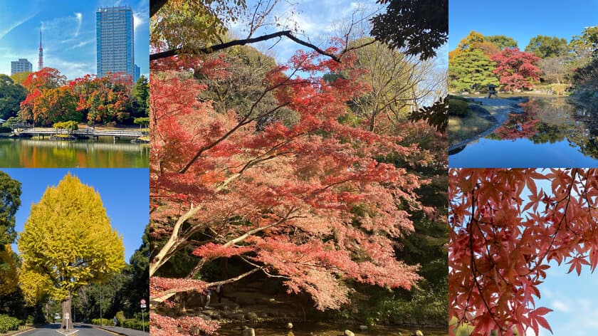 国際自動車(kmタクシー)、東京の紅葉を楽しむ
「東京の紅葉庭園ツアー」の予約を開始