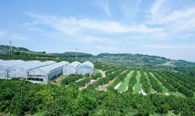 吉次園　農園風景