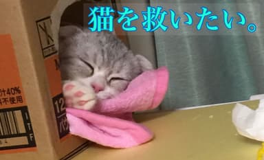 子猫の命を救いたい