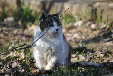 野良猫の生活