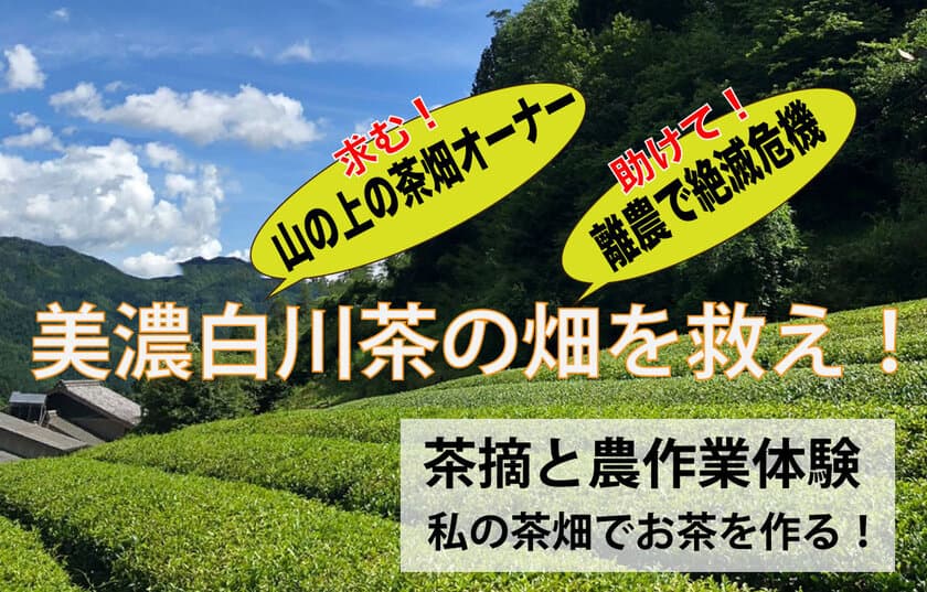 「美濃白川茶」農家激減！
山の上の茶畑 緊急支援クラウドファンディング！
茶畑オーナー募集開始