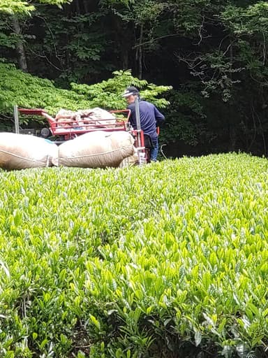 山の上の茶畑