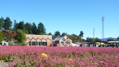 赤いそばの花が咲く「高嶺ルビー2011」をはじめ季節の花々を栽培しています