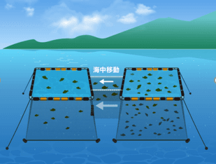 分養作業のイメージ