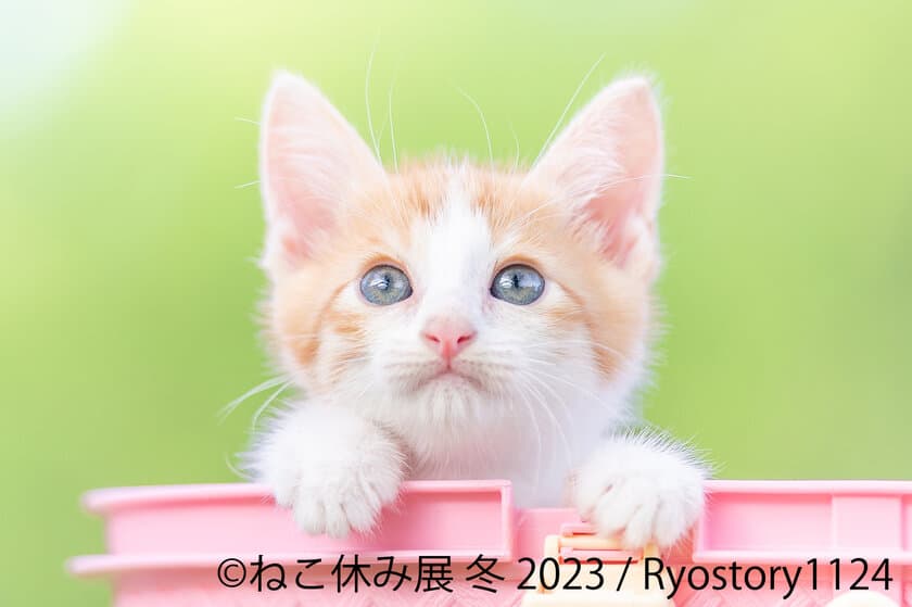 ＼新たなスター猫登場／ 2023年“癒しの猫の祭典”が幕開け　
「ねこ休み展 冬 2023」が1/27(金)～2/26(日)東京で開催！
2/22“猫の日”限定特別企画も実施