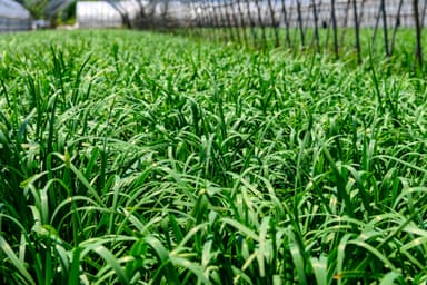 大分はニラの名産地