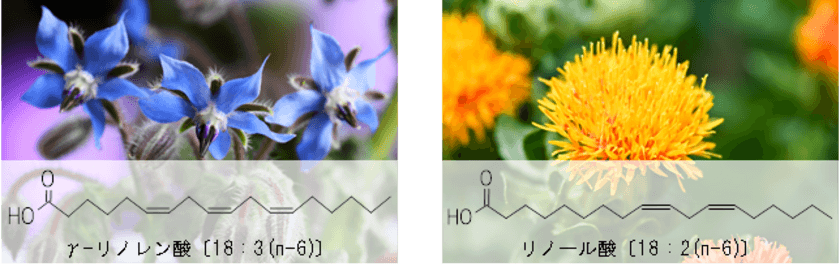 ω-6脂肪酸を規格化した安定性の高い粉末素材
　「ボラージ油パウダー10E」と
「紅花油パウダー30E」の販売を開始