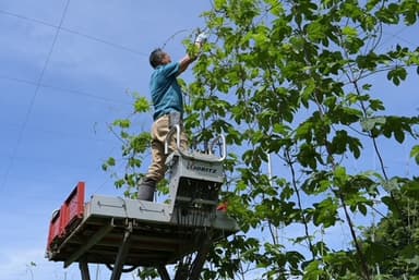 ホップ圃場作業