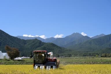 米の収穫(風さやか)