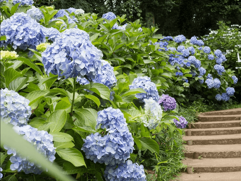 京都洛北『花宝苑』、
6月に11種類11,000株の「あじさい園」を公開　
6月4日(日)開園記念コンサート「お寺でジャズ」の開催決定！