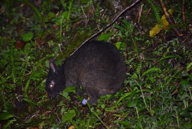 アマミノクロウサギ　撮影：篠原 太郎