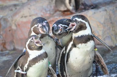 フンボルトペンギン陸上