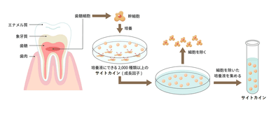 乳歯から採取する幹細胞とその培養上清液のイラスト図