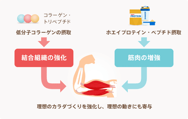 低分子コラーゲンについて