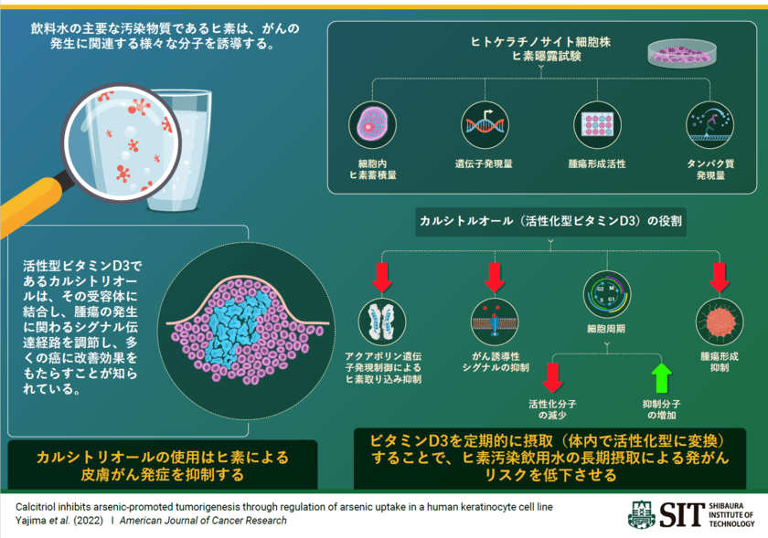 芝浦工業大学、活性型ビタミンD3がヒ素を介した発がんの
リスクを抑制することを発見