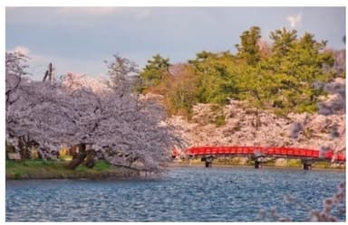 西濠にかかる春陽橋と満開の桜